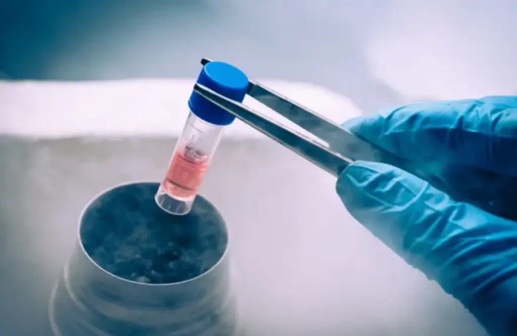 bild stem cells